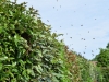 abeilles0002