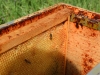 abeilles0009