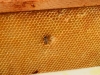 abeilles0012