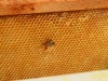 abeilles0013