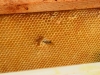 abeilles0014