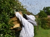 abeilles0016