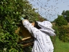 abeilles0017