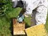 abeilles0021