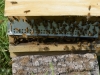 abeilles0035