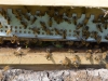 abeilles0036