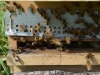 abeilles0037
