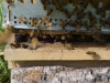 abeilles0038