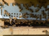 abeilles0039