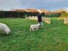 arrivee_moutons0003