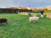 arrivee_moutons0004