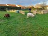 arrivee_moutons0005