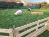arrivee_moutons0007