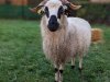 moutons0001