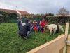 moutons0008