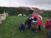 moutons0009