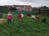 moutons0010