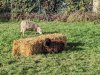 moutons0013