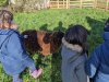 moutons0014