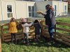 moutons0015
