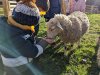 moutons0018