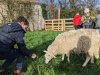 moutons0020