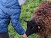 moutons0021