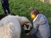 moutons0022