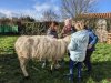 moutons0024