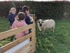 moutons0026