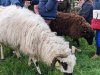moutons0027