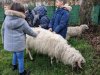 moutons0029