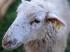 moutons0030