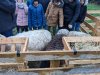 moutons0036