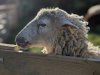 moutons0041