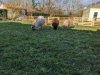 moutons0042